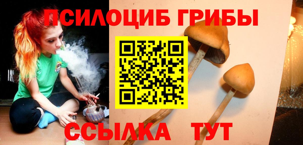 Псилоцибиновые грибы Cubensis  Вход с VPN  Междуреченск 